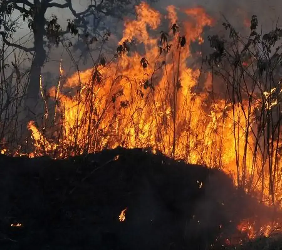 Nova lei destina R$ 514 milhões para combate às queimadas na Amazônia