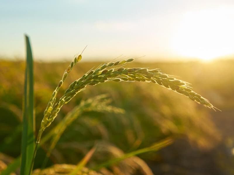 FPA pede reforço de pelo menos R$ 1 bi em recursos para subvenção ao prêmio do seguro rural. - Freepik