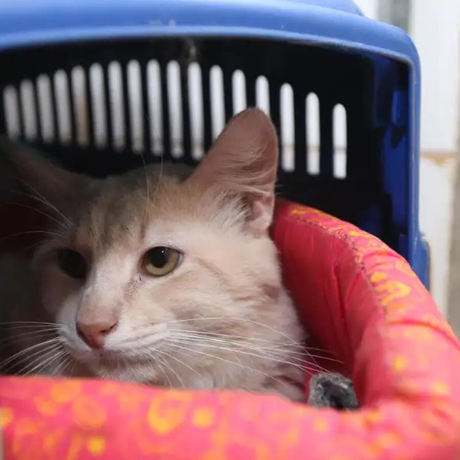 Programa cria banco nacional de cães e gatos para facilitar identificação e proteção - Valter Campanato/Agência Brasil