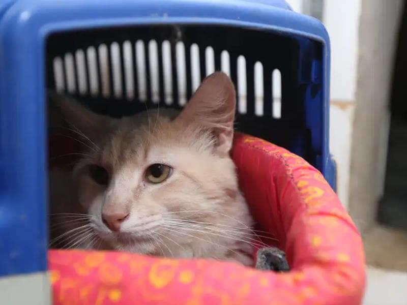 Programa cria banco nacional de cães e gatos para facilitar identificação e proteção - Valter Campanato/Agência Brasil