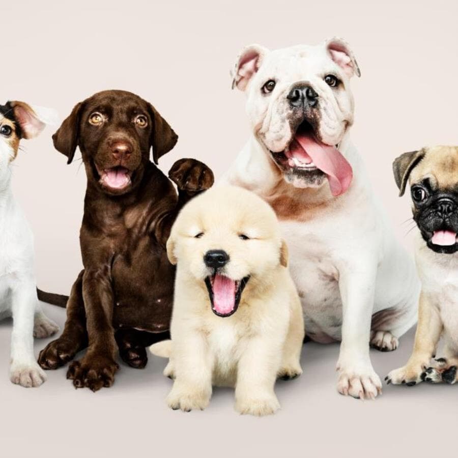 Lançada no Congresso a Agenda Legislativa Animal 2025. - Freepik
