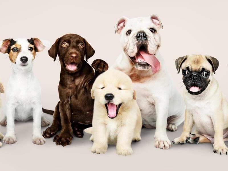 Lançada no Congresso a Agenda Legislativa Animal 2025. - Freepik