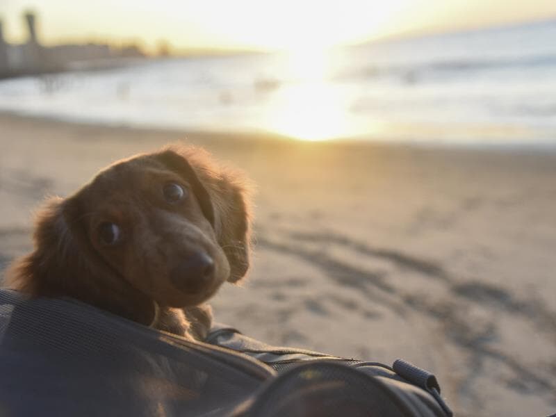 Projeto busca fortalecer as medidas de proteção a animais - Caio Rocha/iShoot/Folhapress