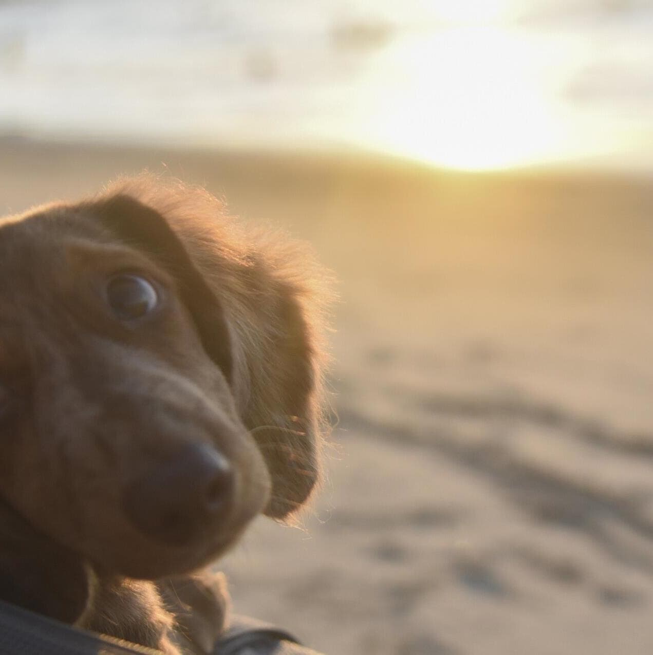 Projeto busca fortalecer as medidas de proteção a animais - Caio Rocha/iShoot/Folhapress