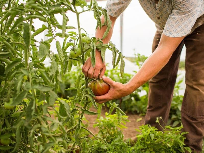 Plano Safra da Agricultura Familiar segue impulsionando a agricultura familiar em todo o Brasil. - Freepik