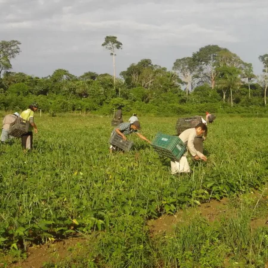 Agricultura familiar - Emanuel Cavalcante/Divulgação Embrapa Amapá