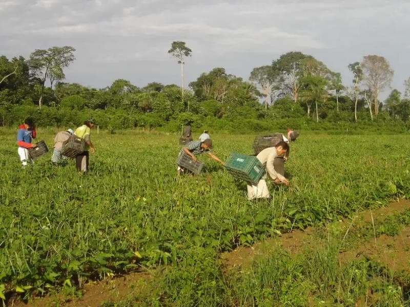 Agricultura familiar - Emanuel Cavalcante/Divulgação Embrapa Amapá
