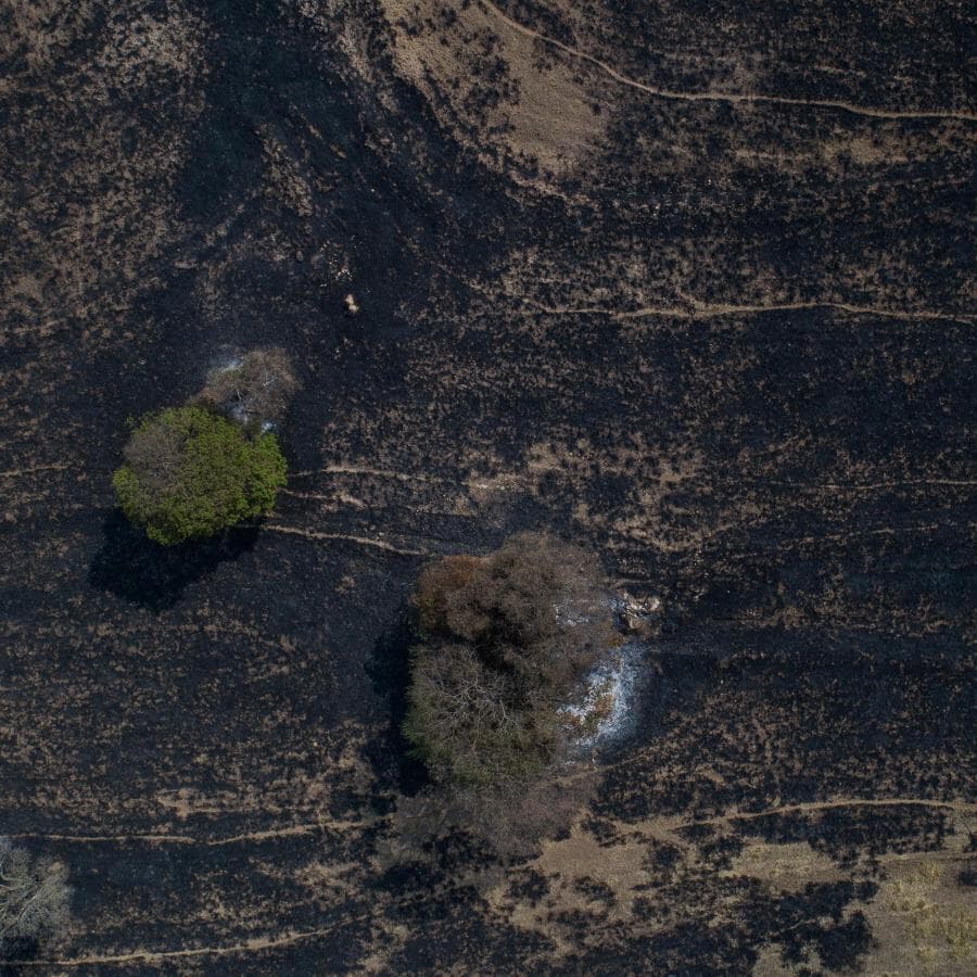 Parque em Águas da Prata, em São Paulo, perdeu quase metade de sua área com incêndio em maio de 2024 - Eduardo Anizelli/Folhapress