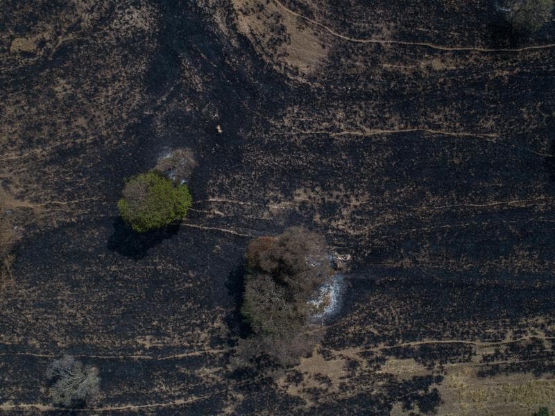 Parque em Águas da Prata, em São Paulo, perdeu quase metade de sua área com incêndio em maio de 2024 - Eduardo Anizelli/Folhapress