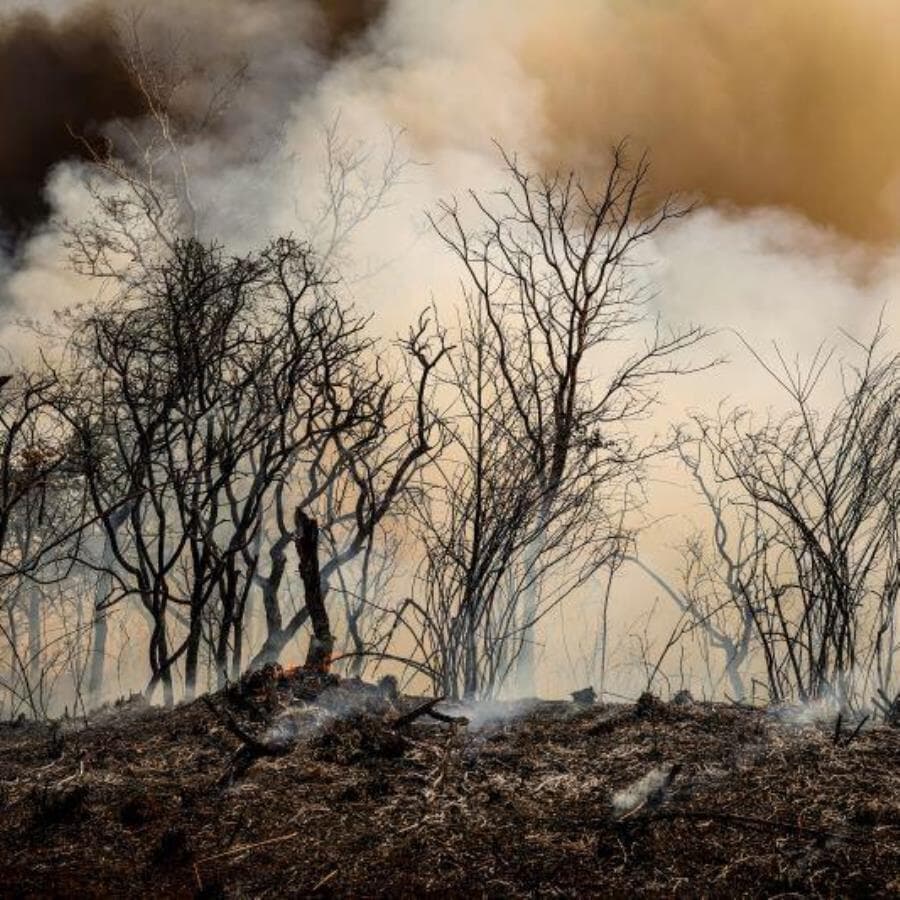 Cerrado foi o bioma que registrou maior área desmatada em 2024. - Marcelo Camargo/Agência Brasil