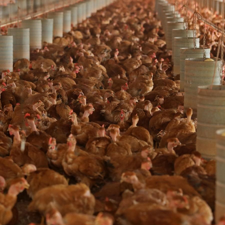 Bloco também reforça confiança no serviço sanitário e apoio ao produtor rural. - Celio Messias/Folhapress