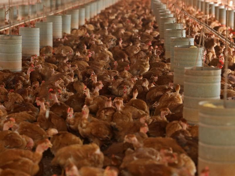 Bloco também reforça confiança no serviço sanitário e apoio ao produtor rural. - Celio Messias/Folhapress