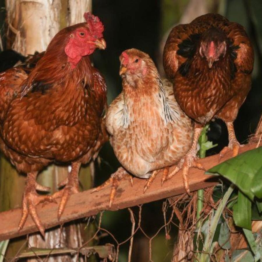 Detecção de gripe aviária em Montenegro (RS) afetou a exportação de frango do Brasil. - Dirceu Portugal/Fotoarena/Folhapress