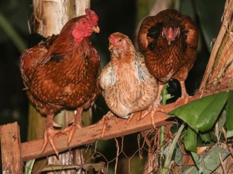 Detecção de gripe aviária em Montenegro (RS) afetou a exportação de frango do Brasil. - Dirceu Portugal/Fotoarena/Folhapress