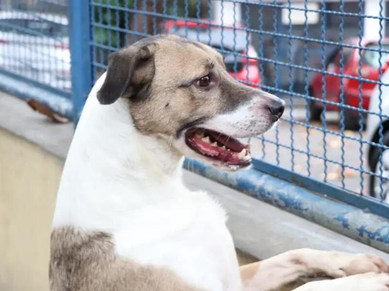 Cachorro. - Prefeitura do Rio/Subvisa/Nelson Duarte
