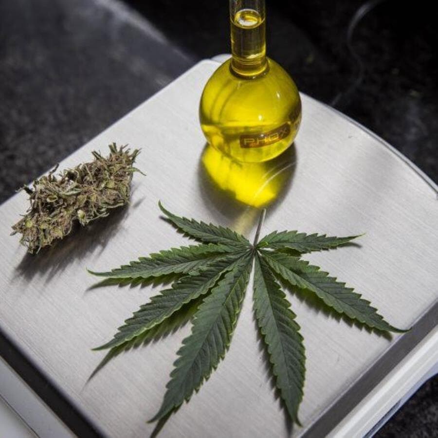 Governo trabalha com a estimativa de que mais de 670 mil pessoas no Brasil usam fármacos à base de cannabis para tratar condições graves. - Adriano Vizoni/Folhapress