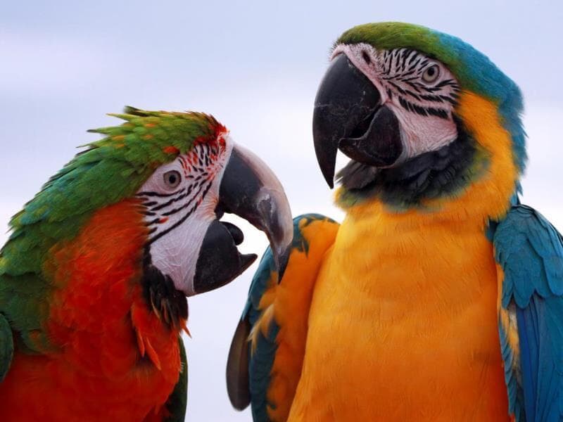 Projeto poderá beneficiar animais domésticos e silvestres. - Freepik