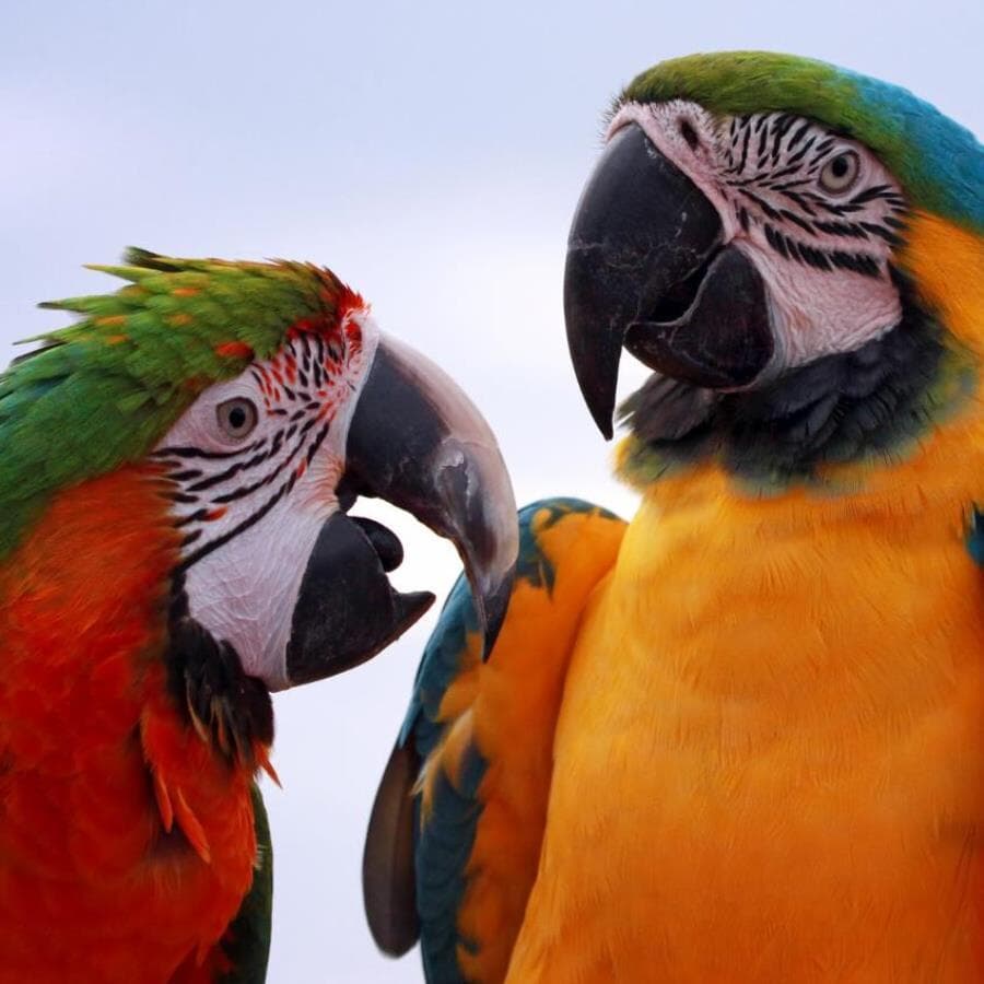 Projeto poderá beneficiar animais domésticos e silvestres. - Freepik