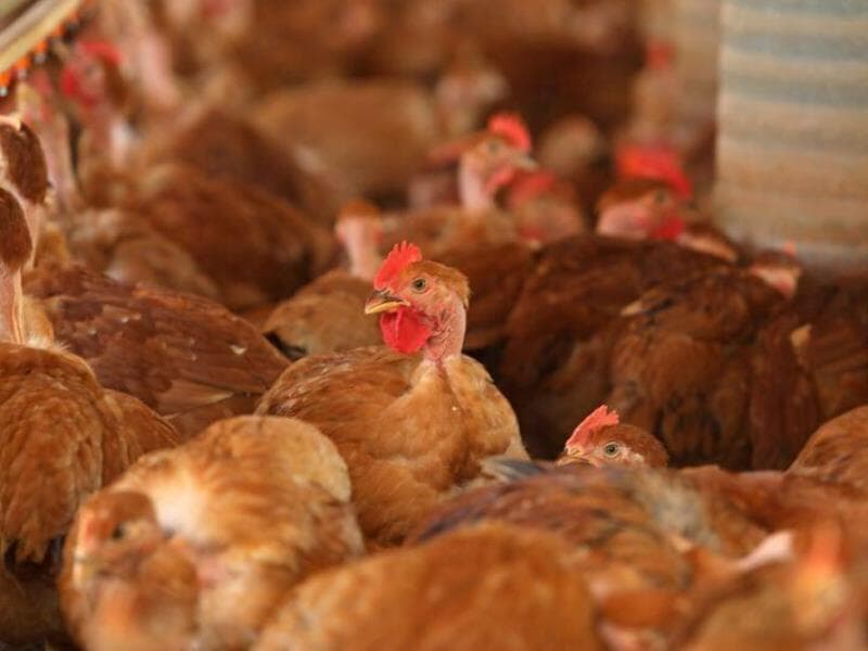 Nenhuma granja comercial apresentou novos focos de gripe aviária durante o período de monitoramento, segundo o governo federal. - Celio Messias/Uaifoto/Folhapress