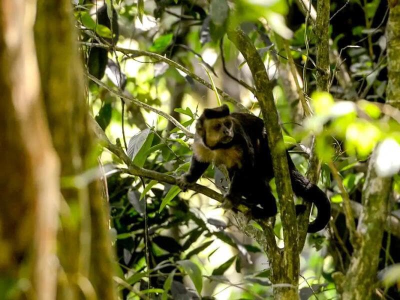 Espécies como o Muriqui-do-norte ganham novas estratégias de preservação com plano que prevê ações até 2030 na Mata Atlântica. - Tomaz Silva/Agência Brasil