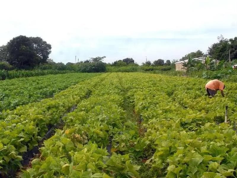 Campo. - Elza Fiuza/Arquivo/Agência Brasil