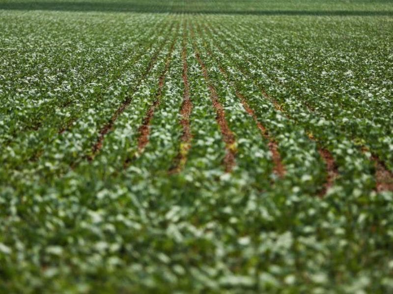 Setor do agro deve sofrer grande impacto com tarifa anunciada por Trump. Na foto, plantação de soja em Alto Paraíso (GO) - Marcelo Camargo/Agência Brasil