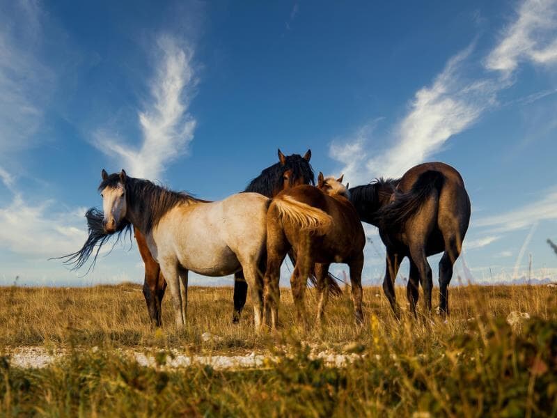 Parlamentares reagem à crueldade em cavalgada com propostas de alteração legal. - Freepik