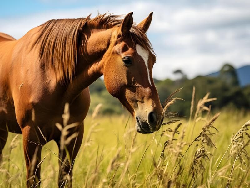 O crime contra o cavalo em Bananal (SP) também incentivou a apresentação de ao menos seis projetos de lei na Câmara - Freepik