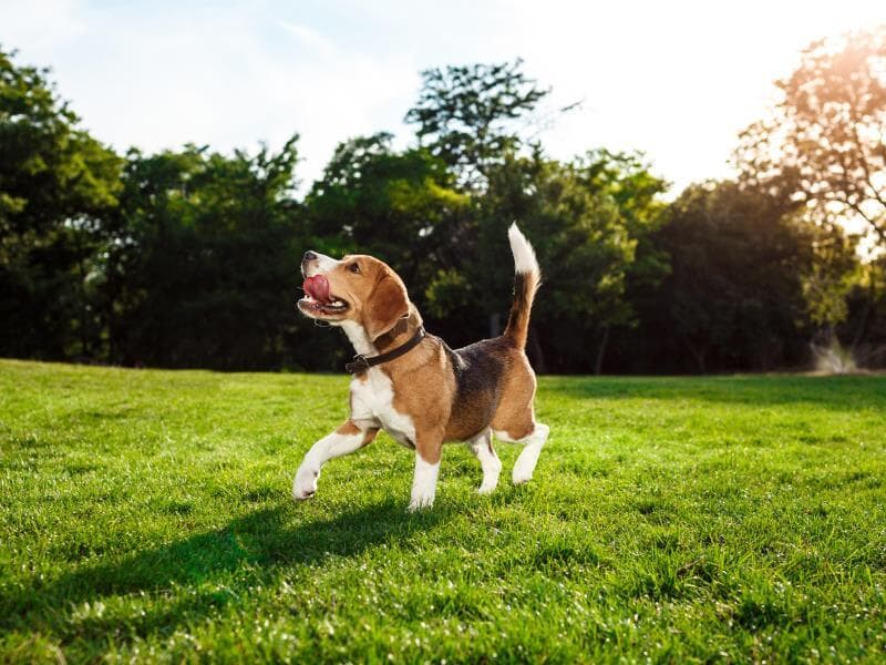 Iniciativa abrange todos os tutores de pets e prevê atualização anual pelo IPCA. - Freepik