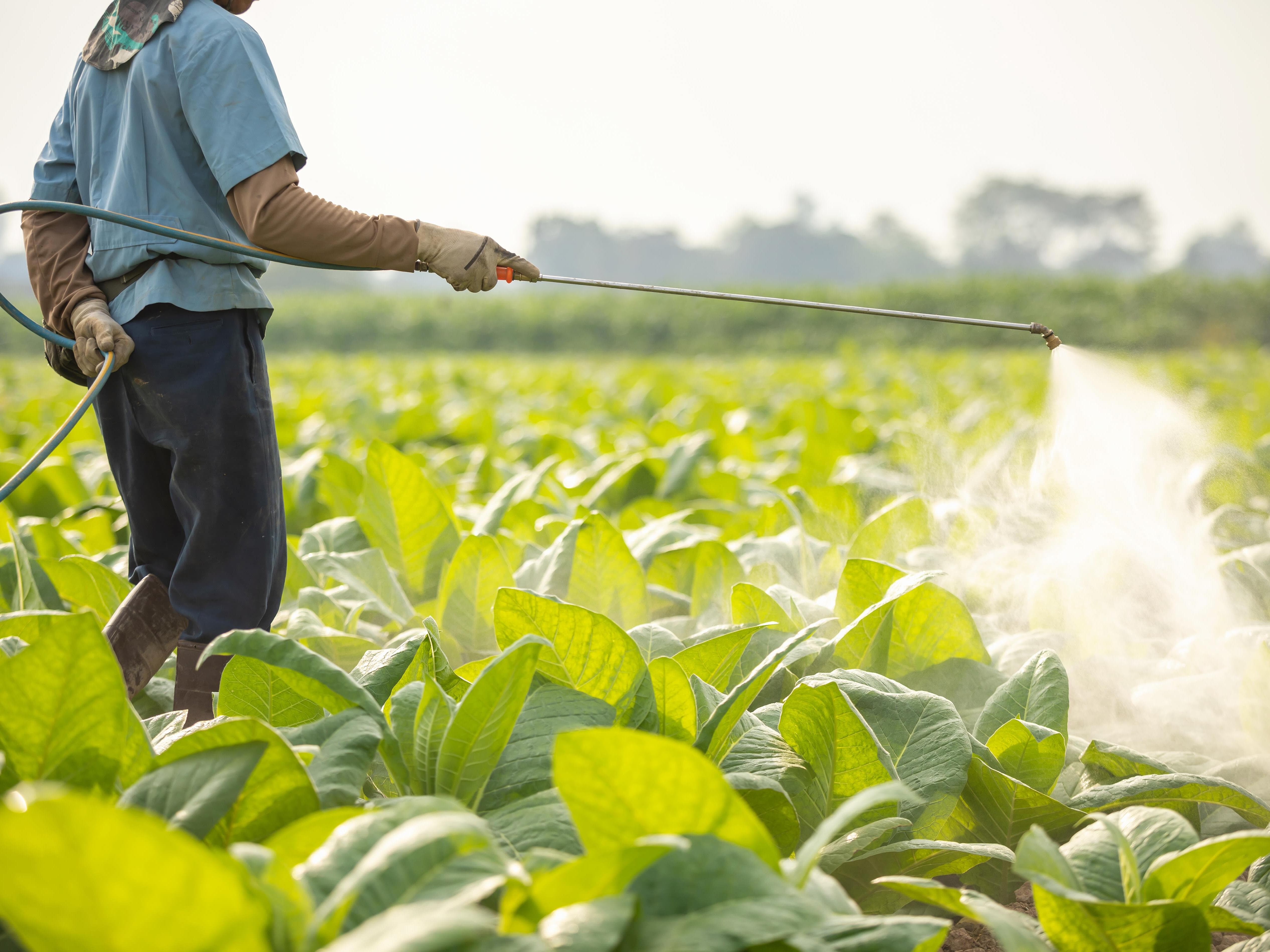 Produto é apontado como causa da mortandade de abelhas e risco à biodiversidade. - Freepik