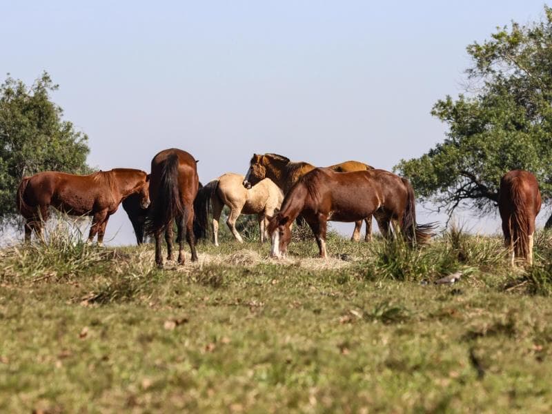 O crime contra o cavalo em Bananal (SP) incentivou a proposta.
 - Rafa Neddermeyer/Agência Brasil