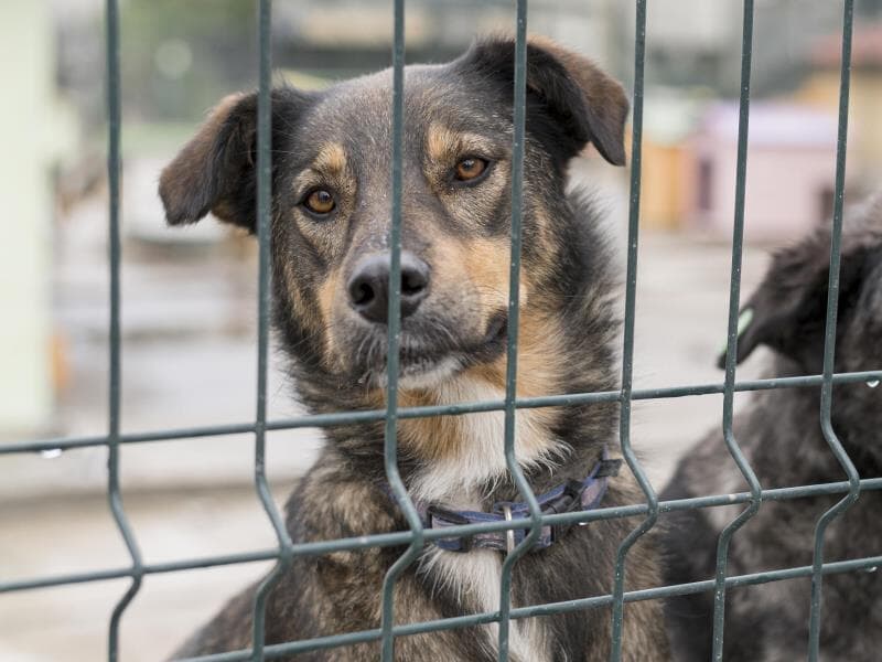 Texto altera o Código Penal para coibir práticas criminosas contra animais. - Freepik