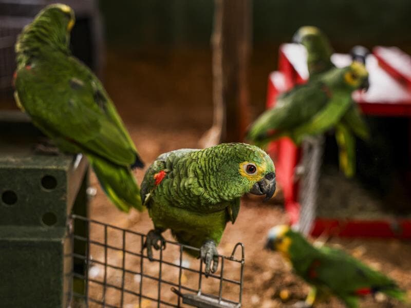 Comissão aprova disque-denúncia de maus tratos e abandono de animais. - Marcelo Camargo/Agência Brasil