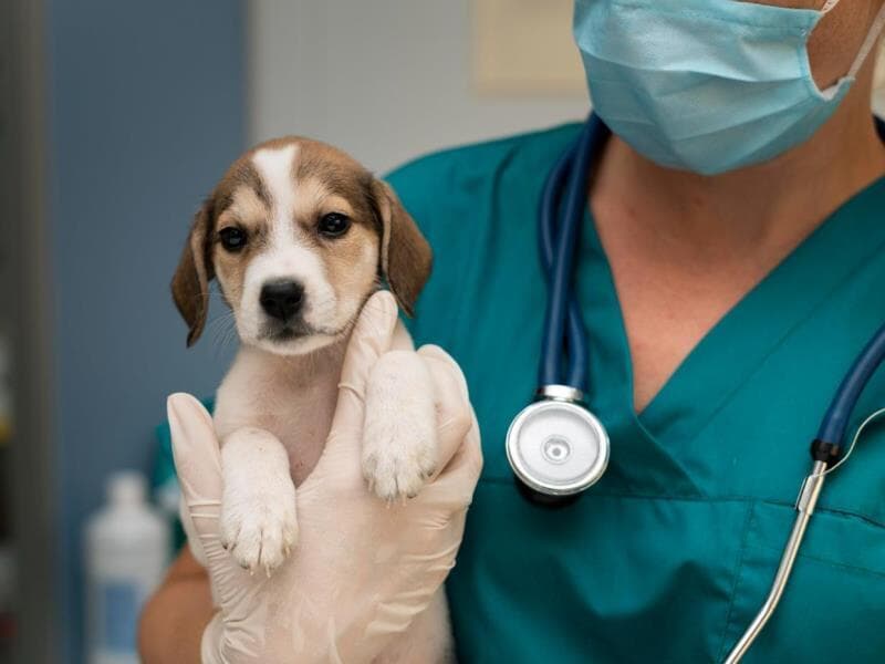 Projeto criminaliza exercício ilegal da profissão de médico veterinário. - Freepik