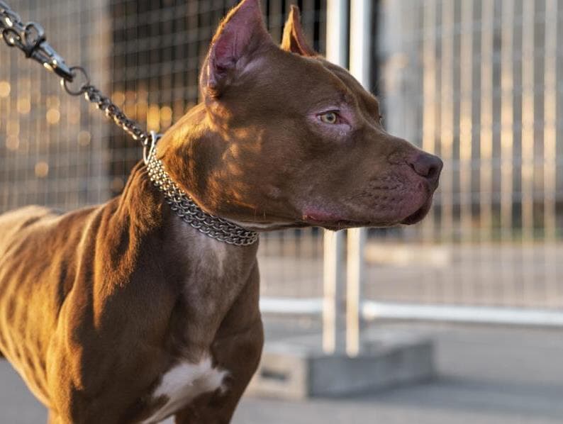 Parlamentar cita a raça pitbull na proposta. - Freepik