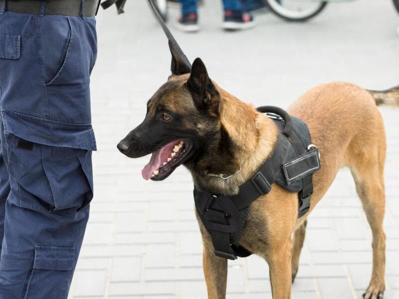 Texto aprovado prevê uso restrito e seguro de substâncias ilícitas no treinamento de cães farejadores. - Freepik