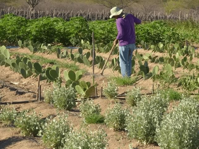 Medida beneficia pequenos agricultores. - Arquivo/Agência Brasil
