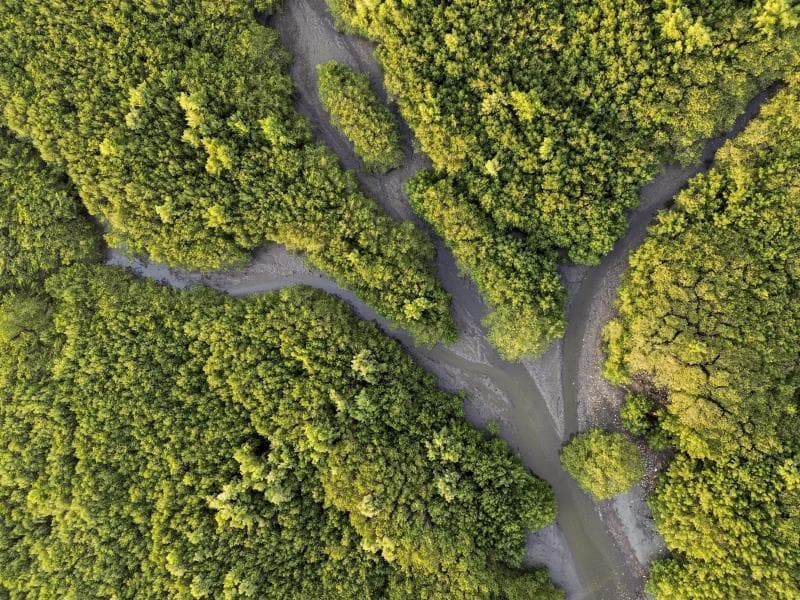 Silvicultura é a ciência que estuda as maneiras naturais e artificiais de restaurar e melhorar o povoamento nas florestas, para atender às exigências do mercado. - Fernando Frazão/Agência Brasil