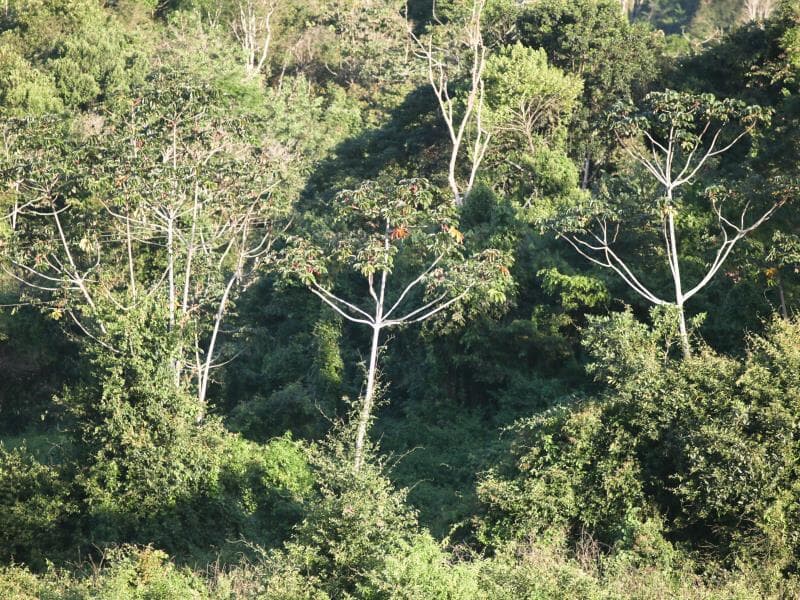 Mata Atlântica de Murici (AL), importante remanescente do bioma no Nordeste. - Pablo De Luca/Fotoarena/Folhapress
