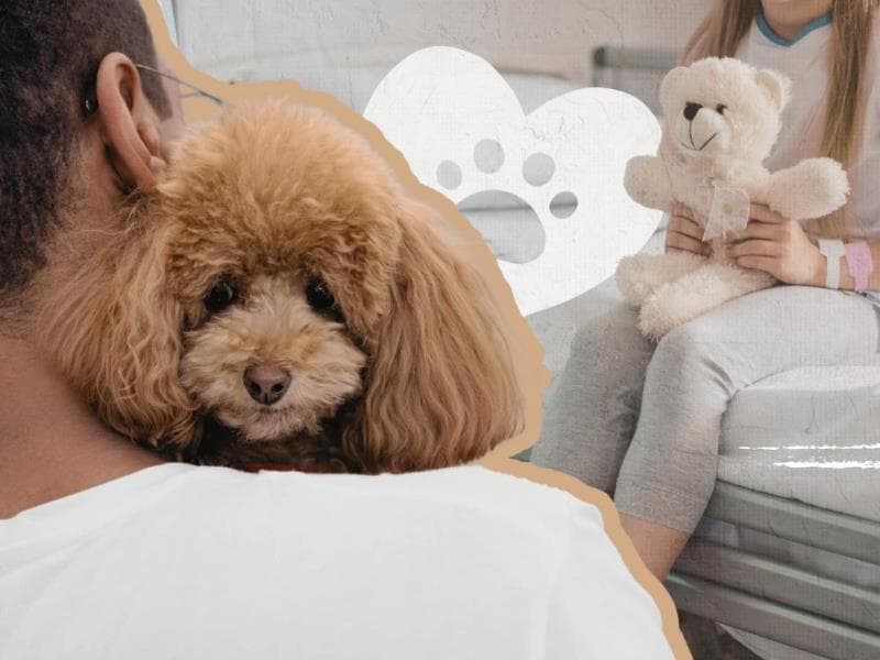 Proposta autoriza a entrada e a permanência de animais de estimação em hospitais.  - Arte Congresso em Foco