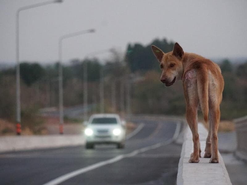 Texto prevê que o flagrante pode ser comprovado por imagem, auto de infração ou ação policial.
 - Freepik
