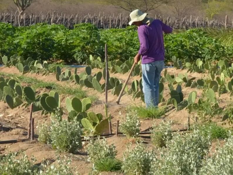 Projeto Dom Helder Câmara III busca fortalecer a agricultura familiar e a resiliência climática. - Arquivo/Agência Brasil 