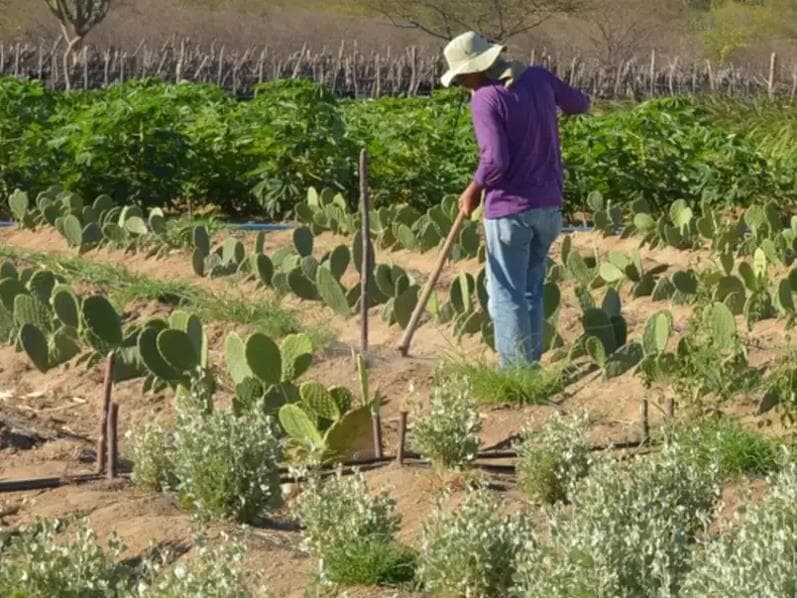 Projeto Dom Helder Câmara III busca fortalecer a agricultura familiar e a resiliência climática. - Arquivo/Agência Brasil Projeto Dom Helder Câmara III busca fortalecer a agricultura familiar e a resiliência climática. - Arquivo/Agência Brasil