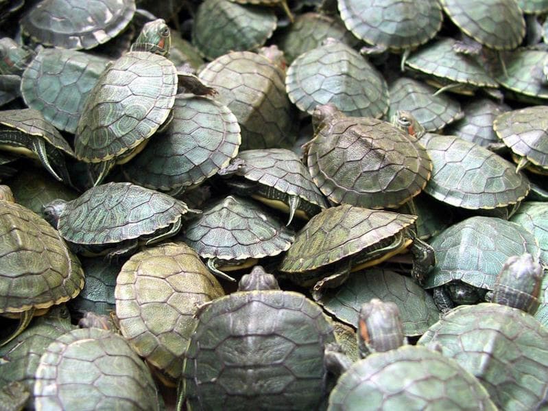 Projeto prevê maior reclusão nos casos em que ocorrer a morte do animal.  - Christian Rizzi/Folhapress