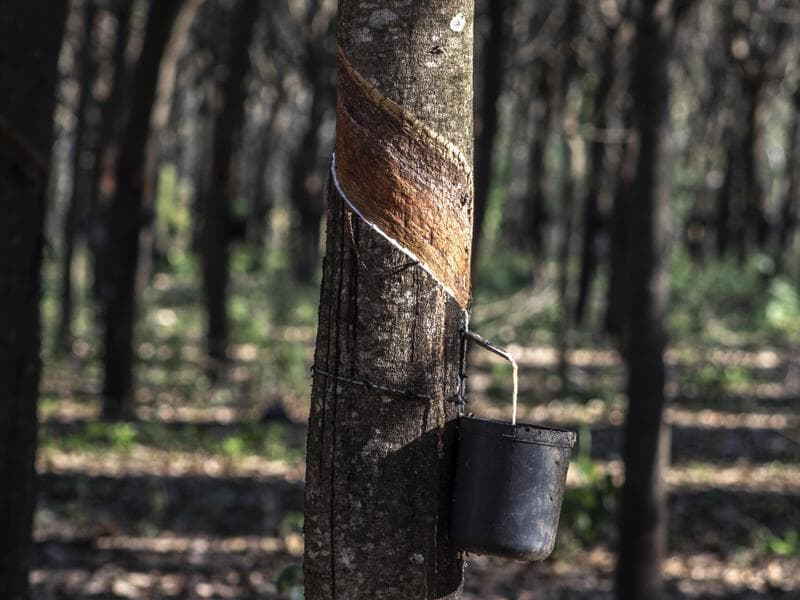 De acordo com Confúcio, foi prometido aos soldados da borracha que, ao término da guerra, eles seriam repatriados para suas terras de origem. - Rafael Hupsel/Folhapress
