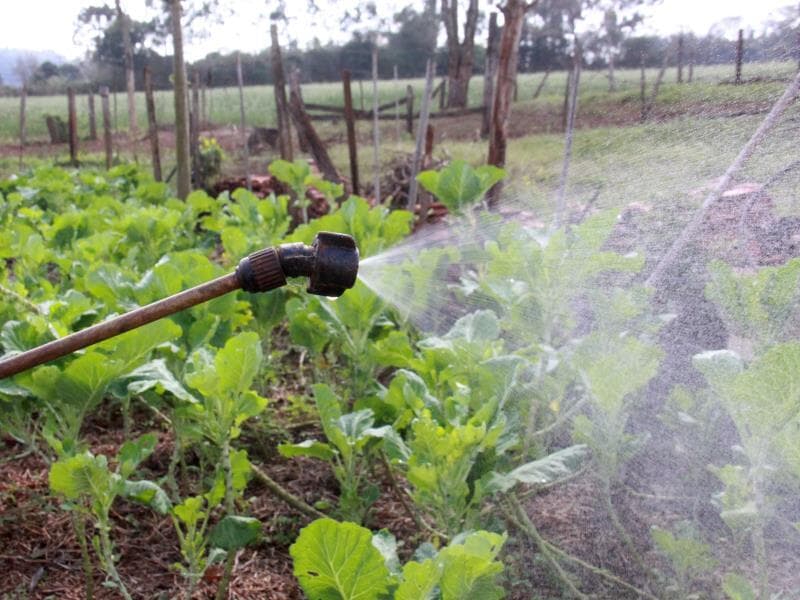 Produtor rural faz aplicação de composto químico para controle de fungos em horta. - Dirceu Portugal/Fotoarena/Folhapress