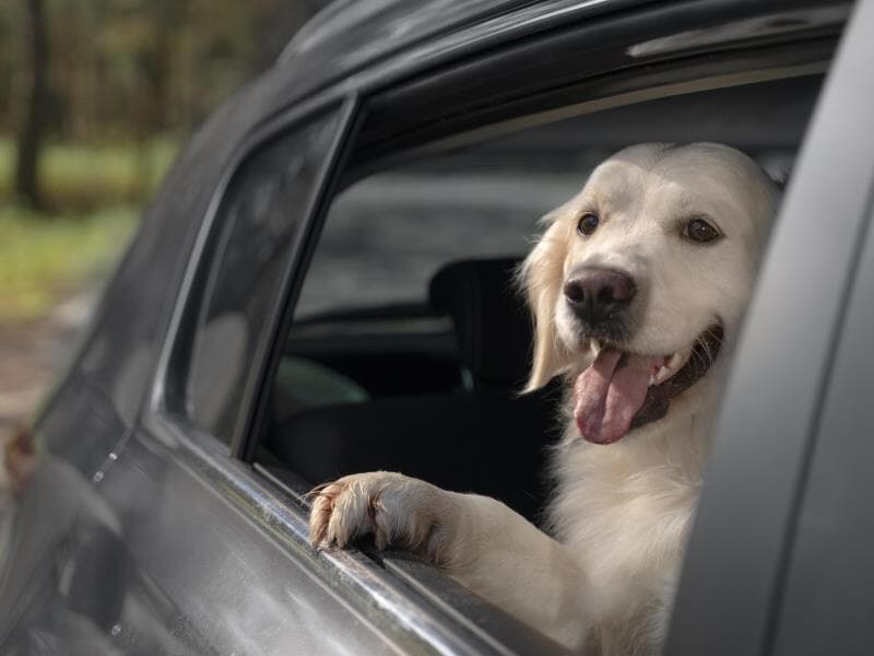 Aplicativos não poderão cobrar a mais pela presença de pets. - Freepik