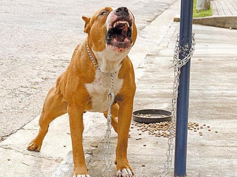 Em caso de morte, a pena do tutor pode chegar a 20 anos. - Mario Lalau/Folhapress