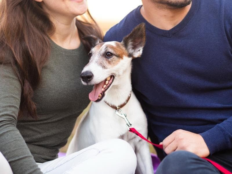 Projeto define regras para a guarda de animais de estimação nos casos de dissolução do casamento ou da união estável dos tutores. - Freepik