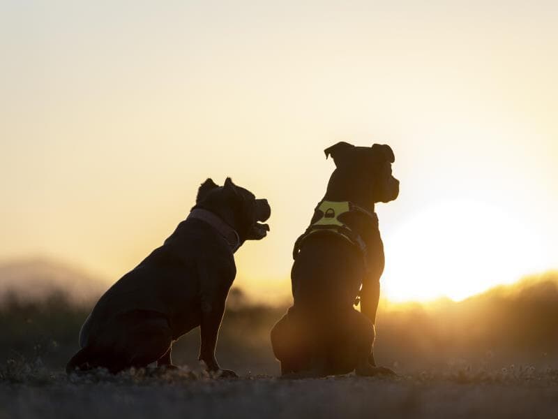 Texto prevê cooperação entre União, estados e municípios para castração, vacinação e combate ao abandono. - Freepik